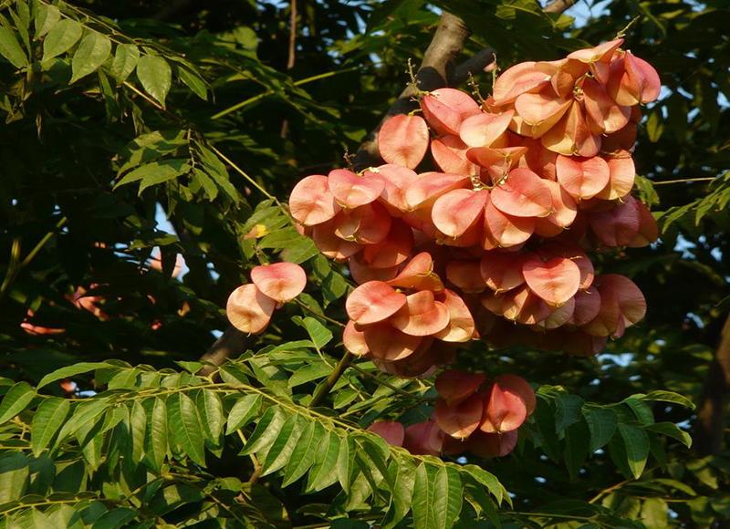 Koelreuteria alborescens